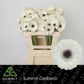 Vollsortiment Gerbera LIDO - 1 Stiel